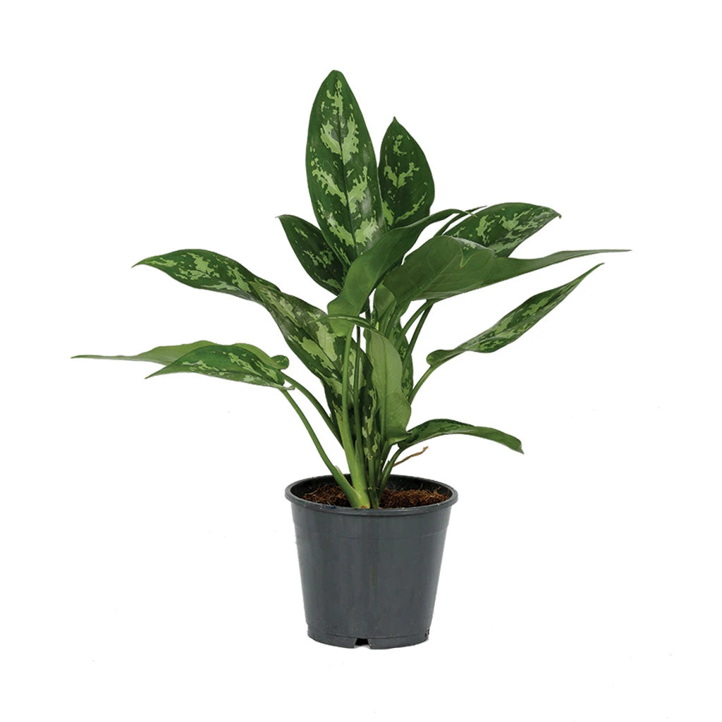 Aglaonema Maria - Chinese evergreen