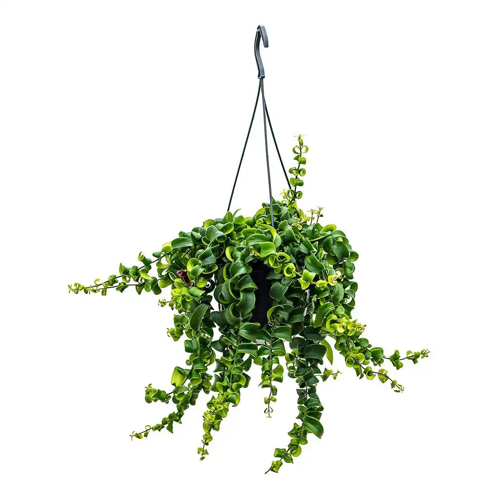 Aeschynanthus Twister - Lipstick Plant