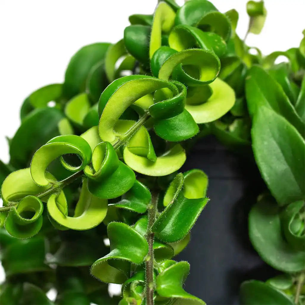 Aeschynanthus Twister - Lipstick Plant