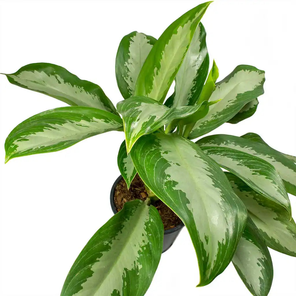 Aglaonema Pattaya Beauty - Chinese evergreen