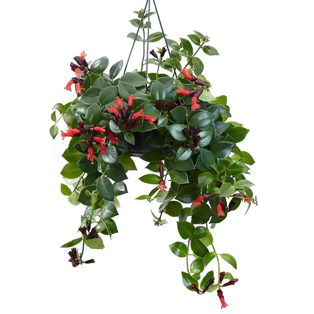 Aeschynanthus Monalisa - Lipstick Plant