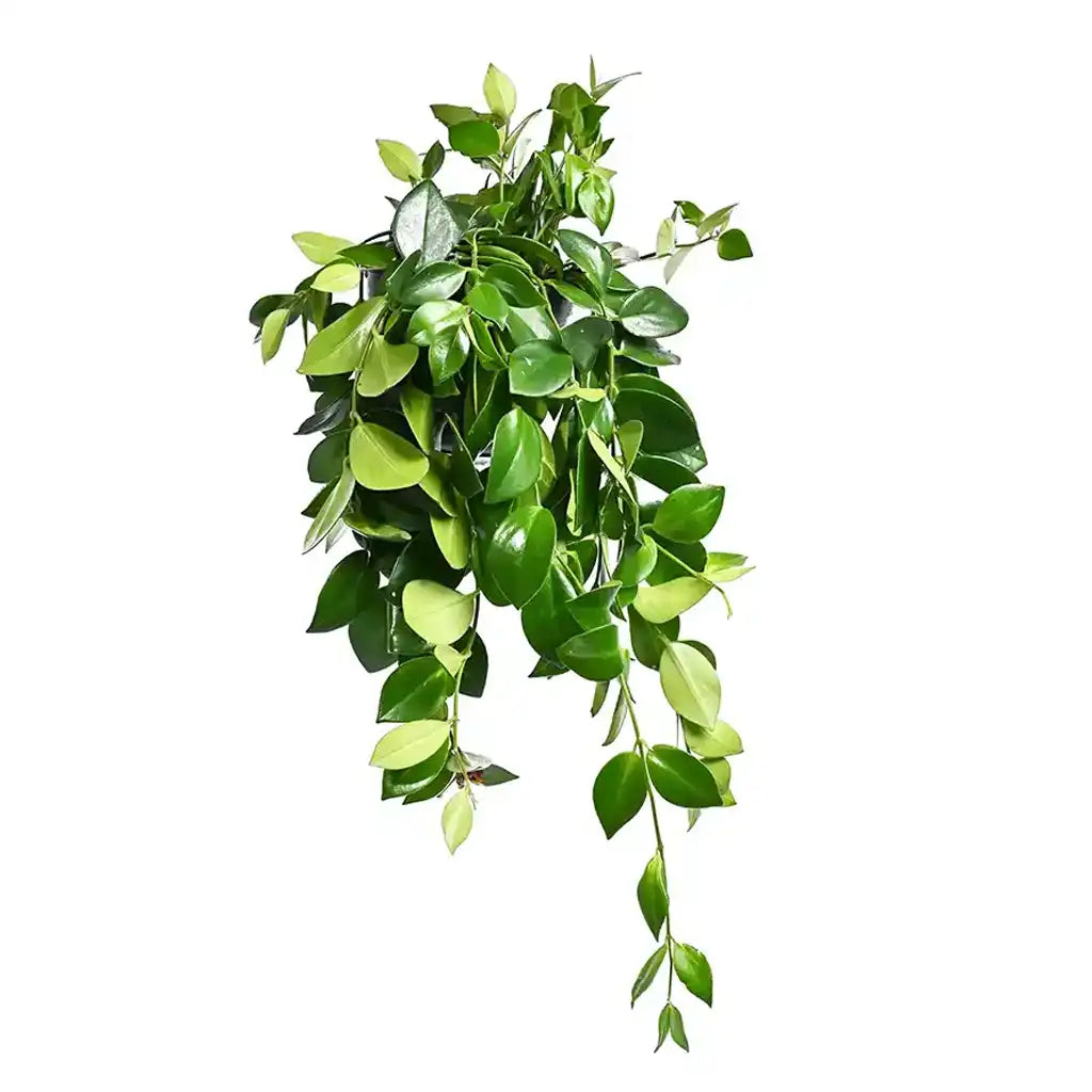 Aeschynanthus Monalisa - Lipstick Plant