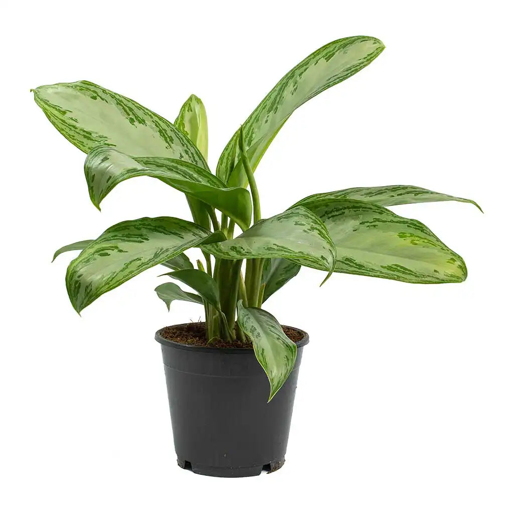 Aglaonema Silverbay - Chinese evergreen