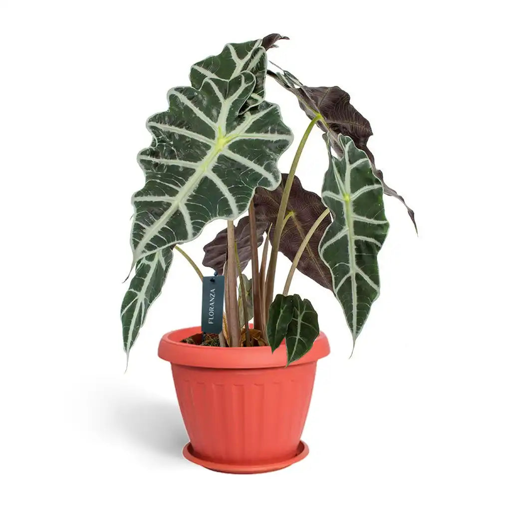 Alocasia polly - Elephant ear