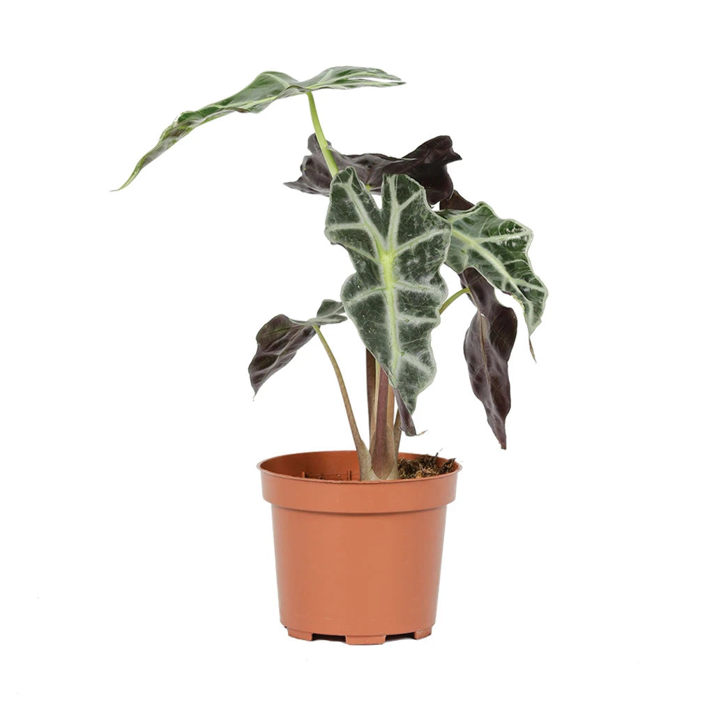 Alocasia polly - Elephant ear