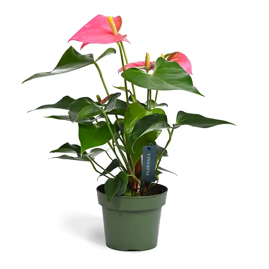 Anthurium -Laceleaf- Flamingo Flower (Assorted colours)