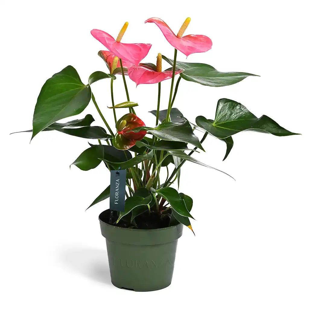 Anthurium -Laceleaf- Flamingo Flower (Assorted colours)