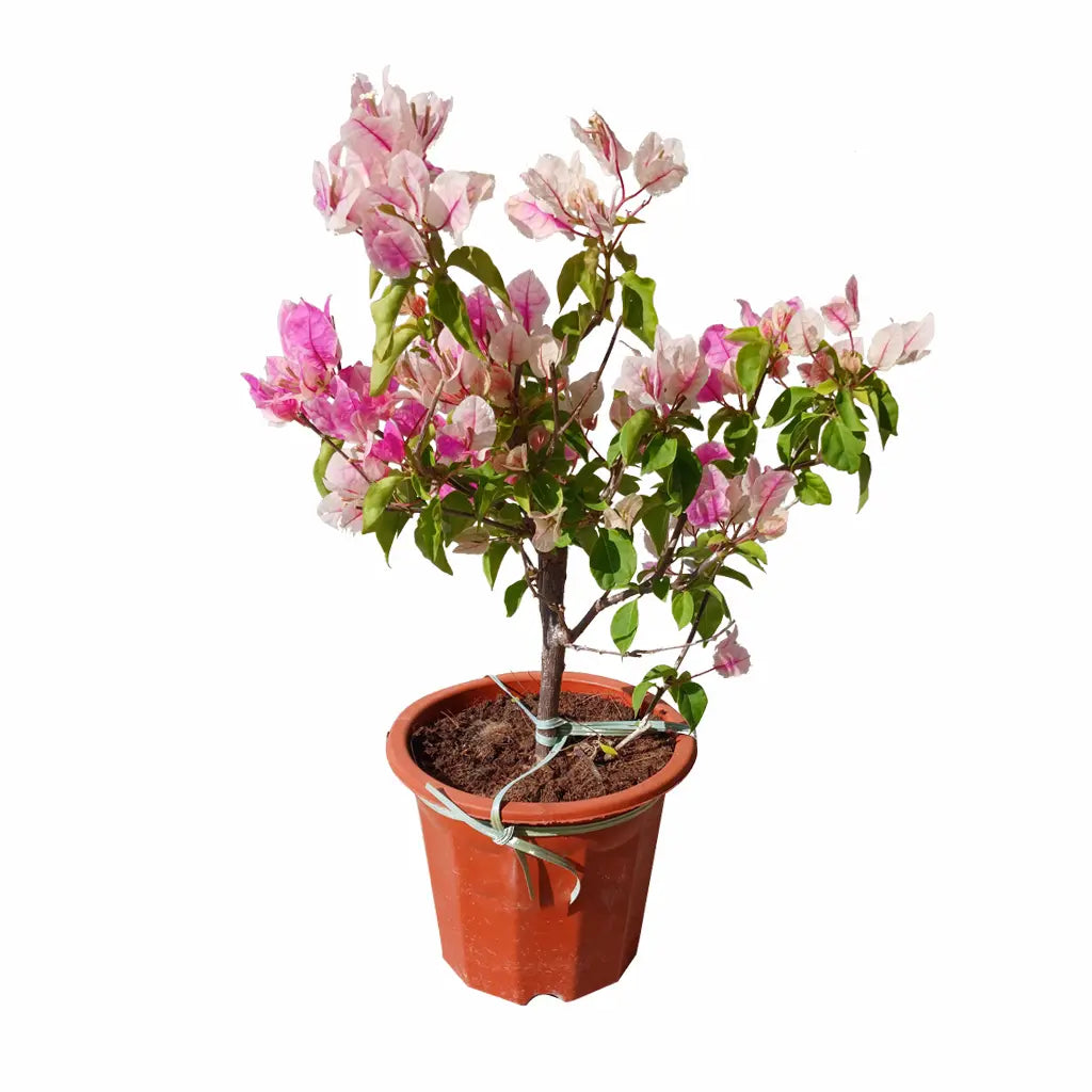Bougainvillea (Assorted colours)