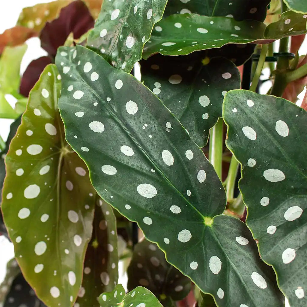 Begonia Maculata - Polka Dot Begonia