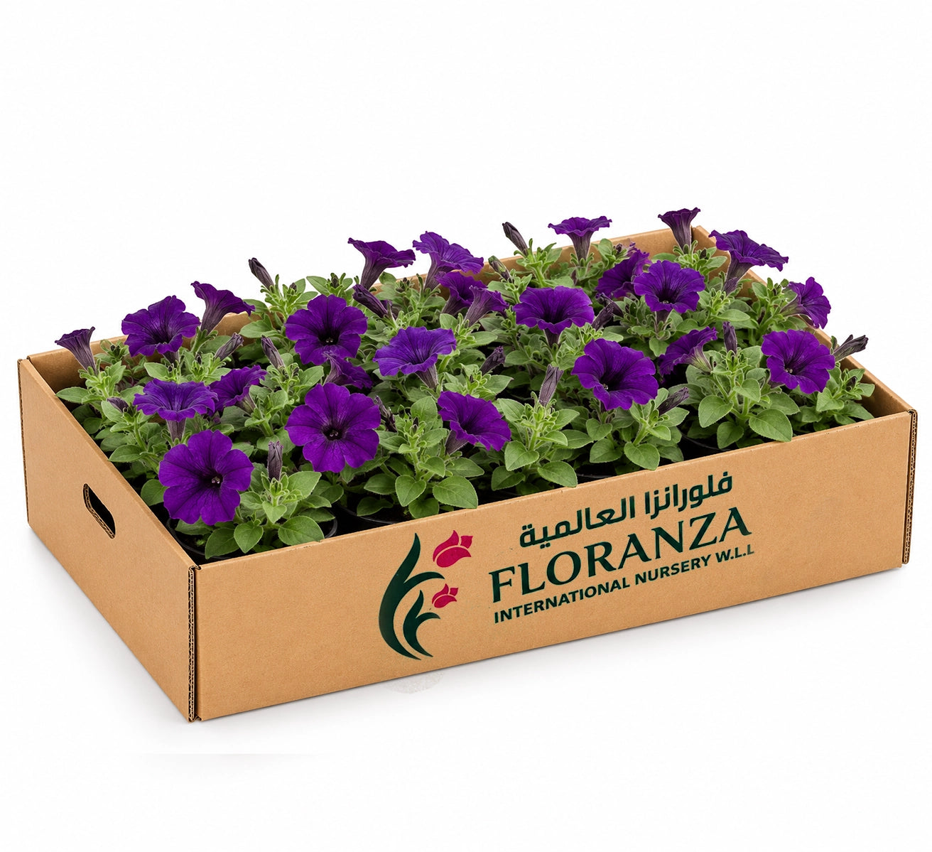 Petunia- Assorted colour