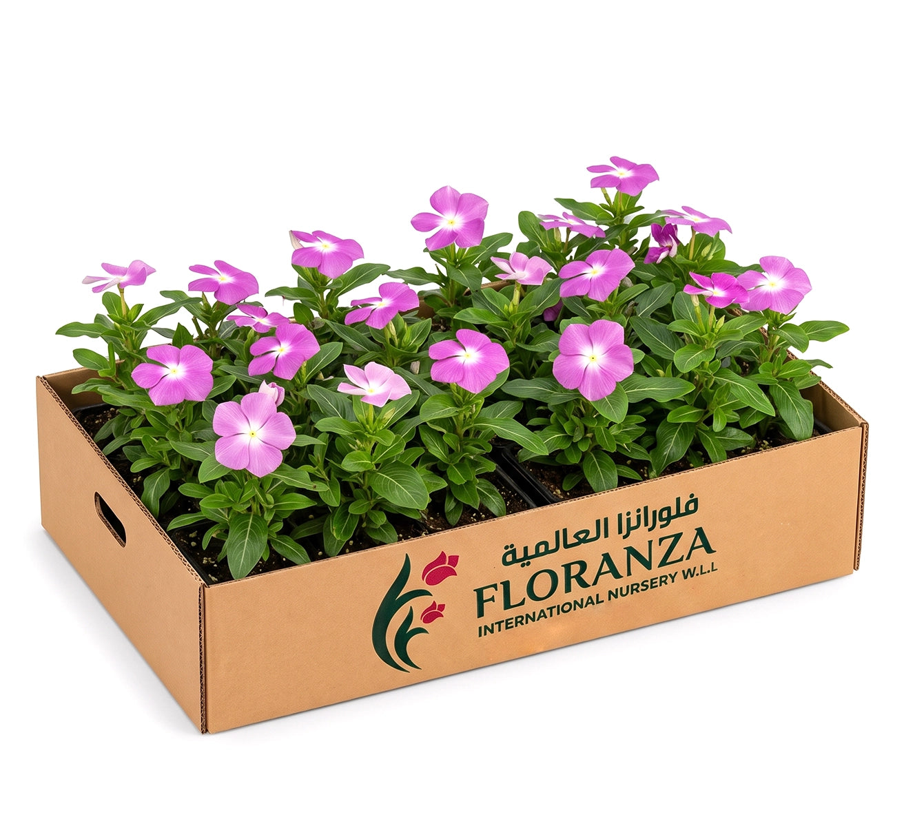 Vinca rosa -Periwinkle- Assorted colour