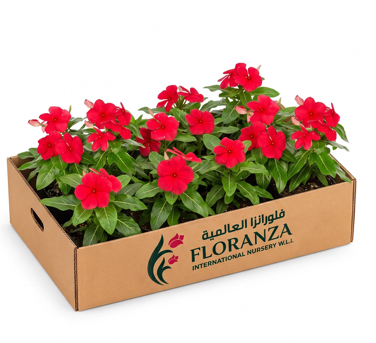 Vinca rosa -Periwinkle- Assorted colour