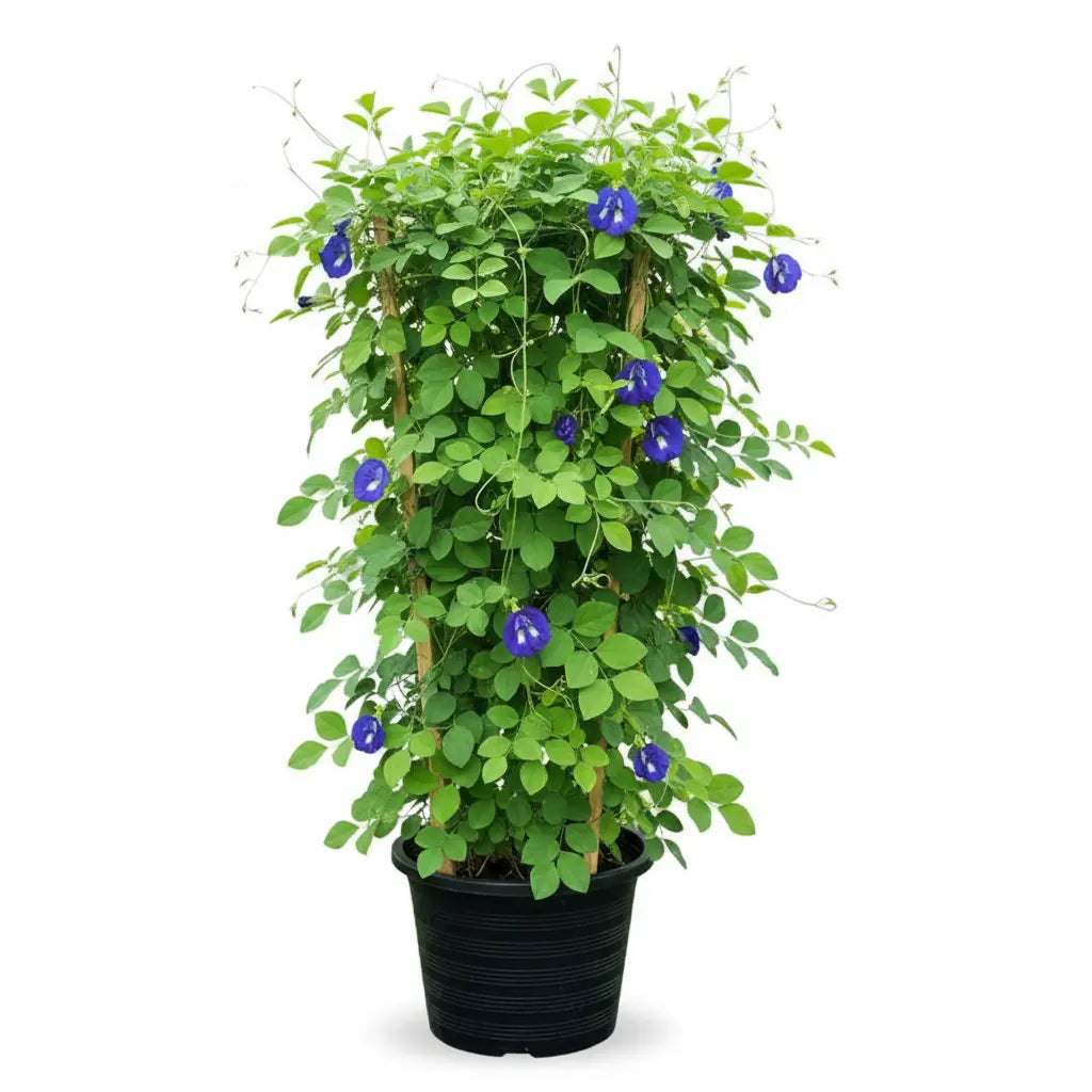 Butterfly pea plant - Blue tea plant- Clitoria ternatea