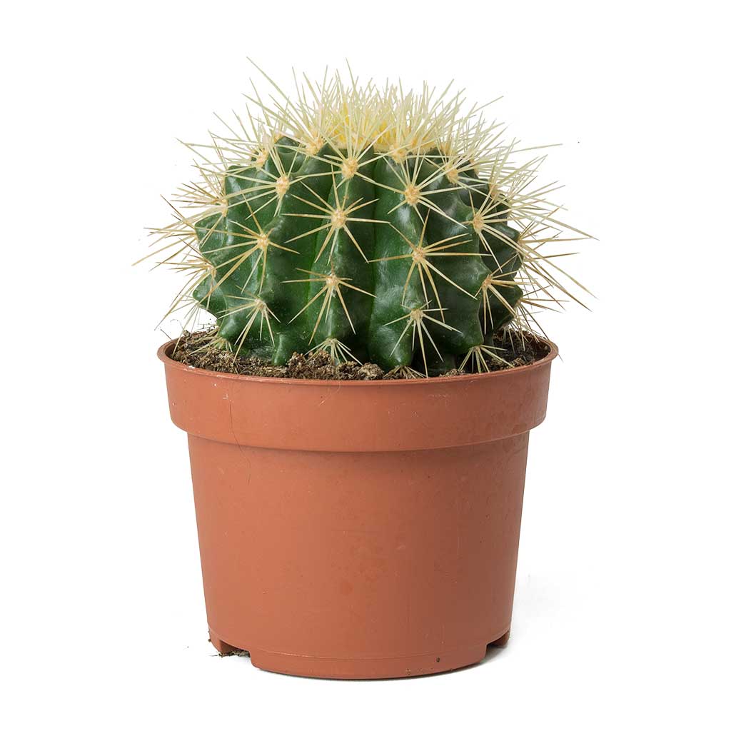 Cactus (Assorted type)