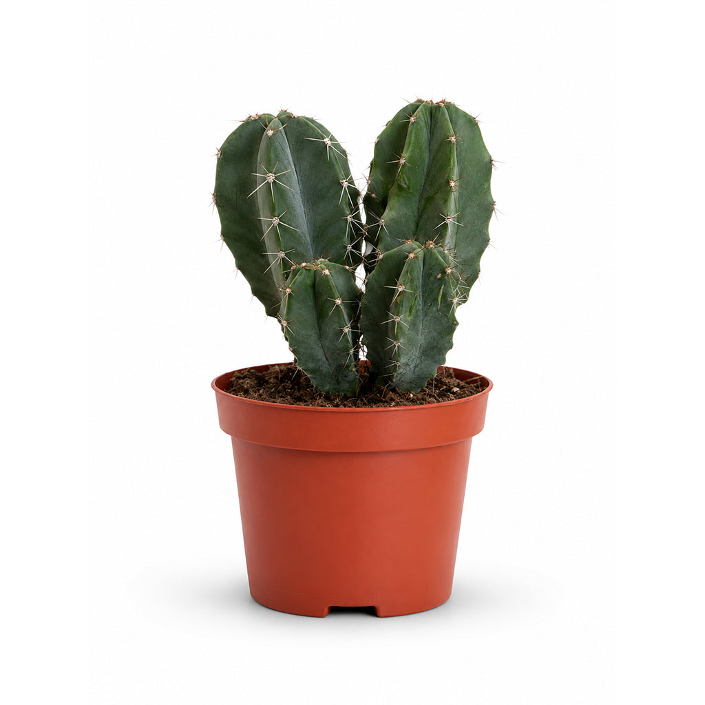 Cactus (Assorted type)