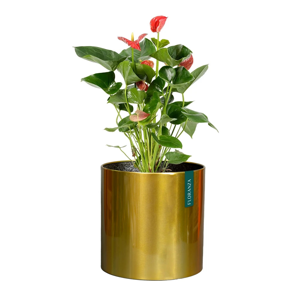 CML ROUND STAINLESS STEEL PLANTER GOLD FINISH