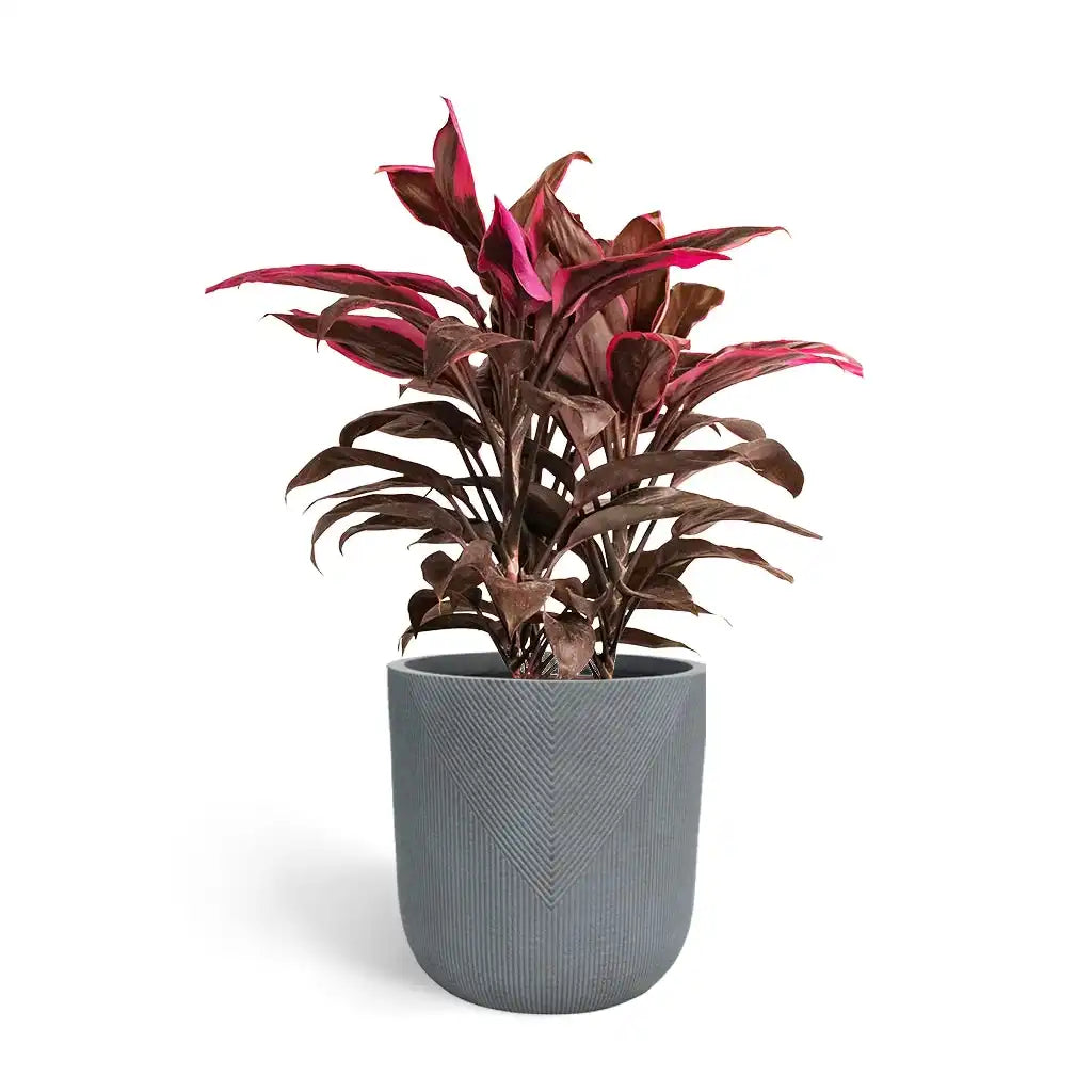 Cordyline Fruticosa - Cabbage Palm
