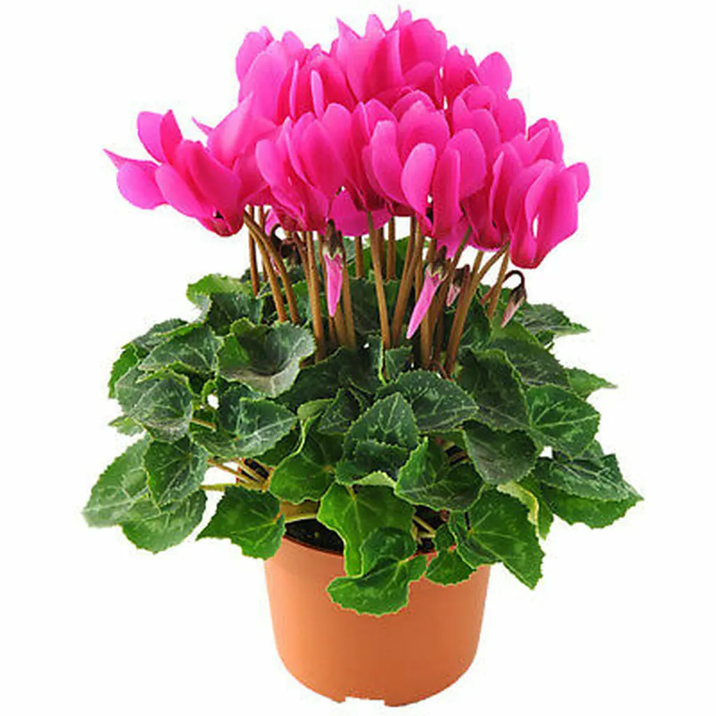 Cyclamen - Sowbread
