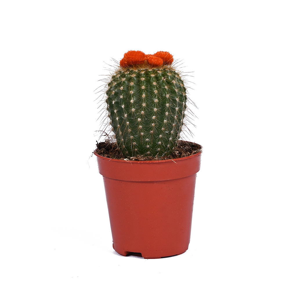 Cactus (Assorted type)