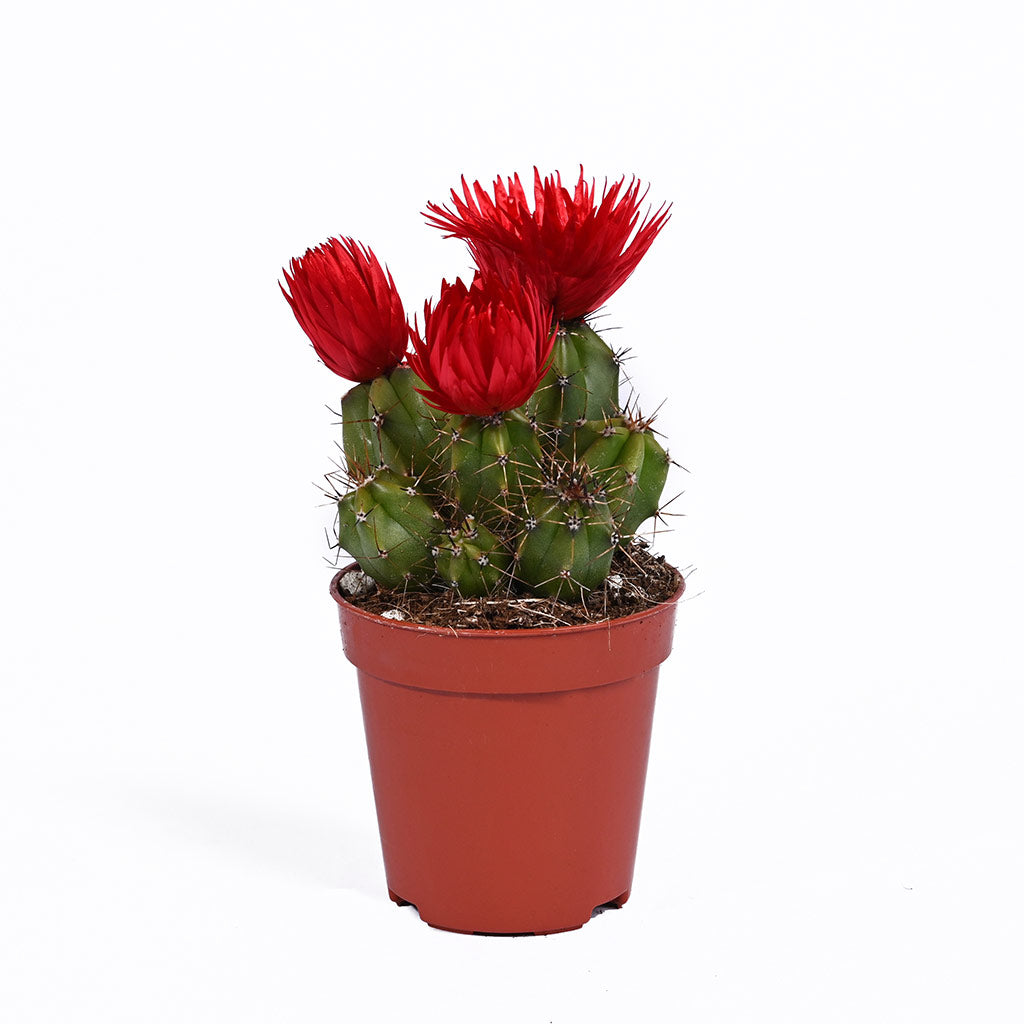 Cactus (Assorted type)