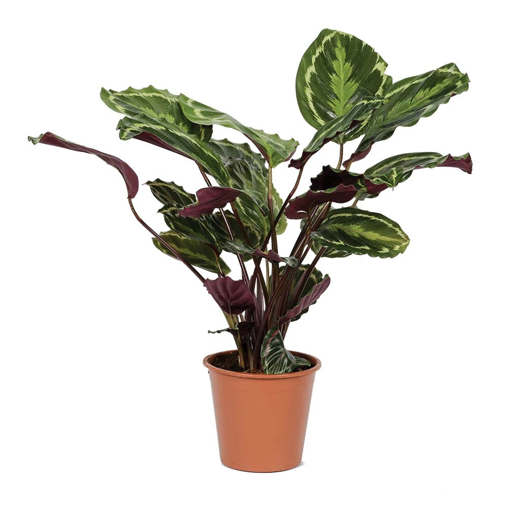 Calathea Medallion - Peacock Plant