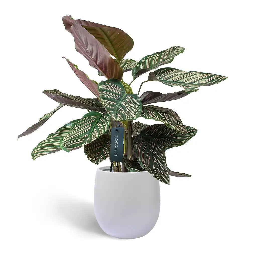 Calathea Ornata Sanderiana - Peacock Plant