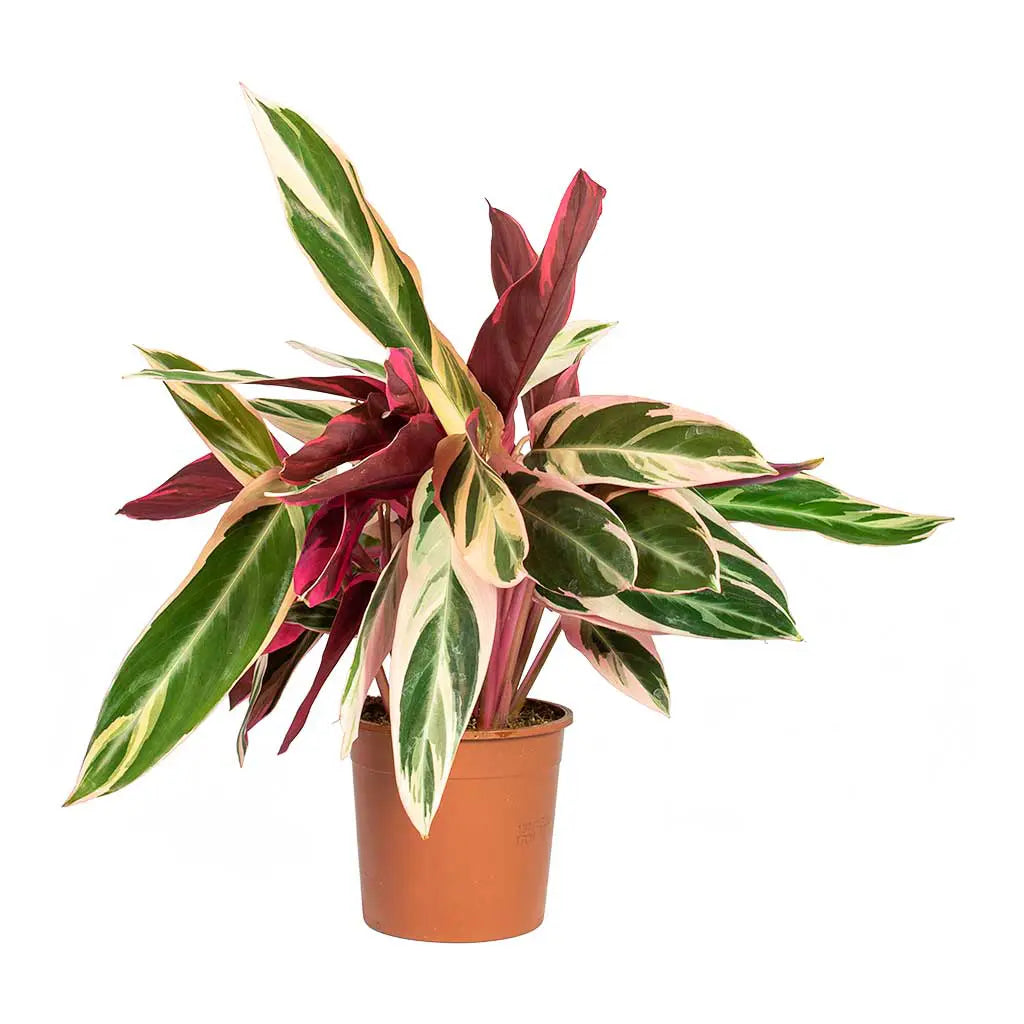 Calathea Triostar - Peacock Plant