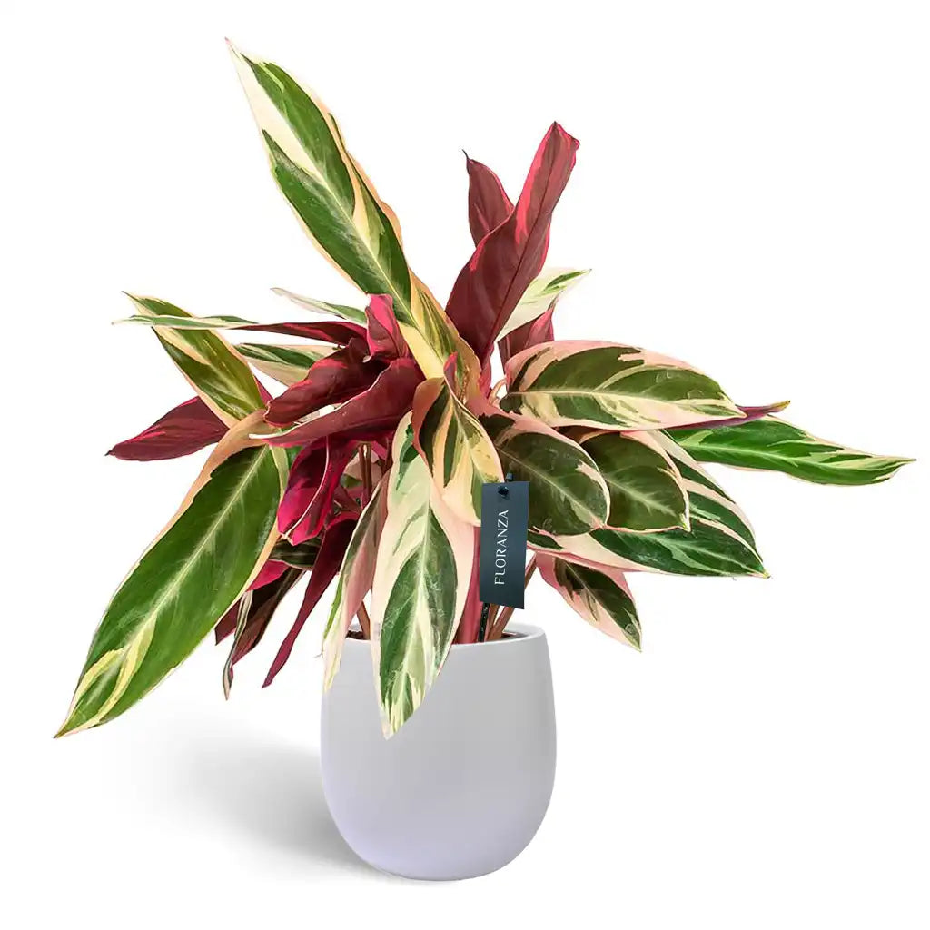 Calathea Triostar - Peacock Plant