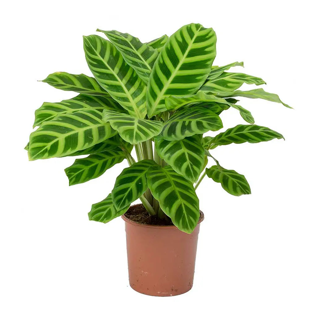 Calathea zebrina - Peacock Plant -Zebra Plant