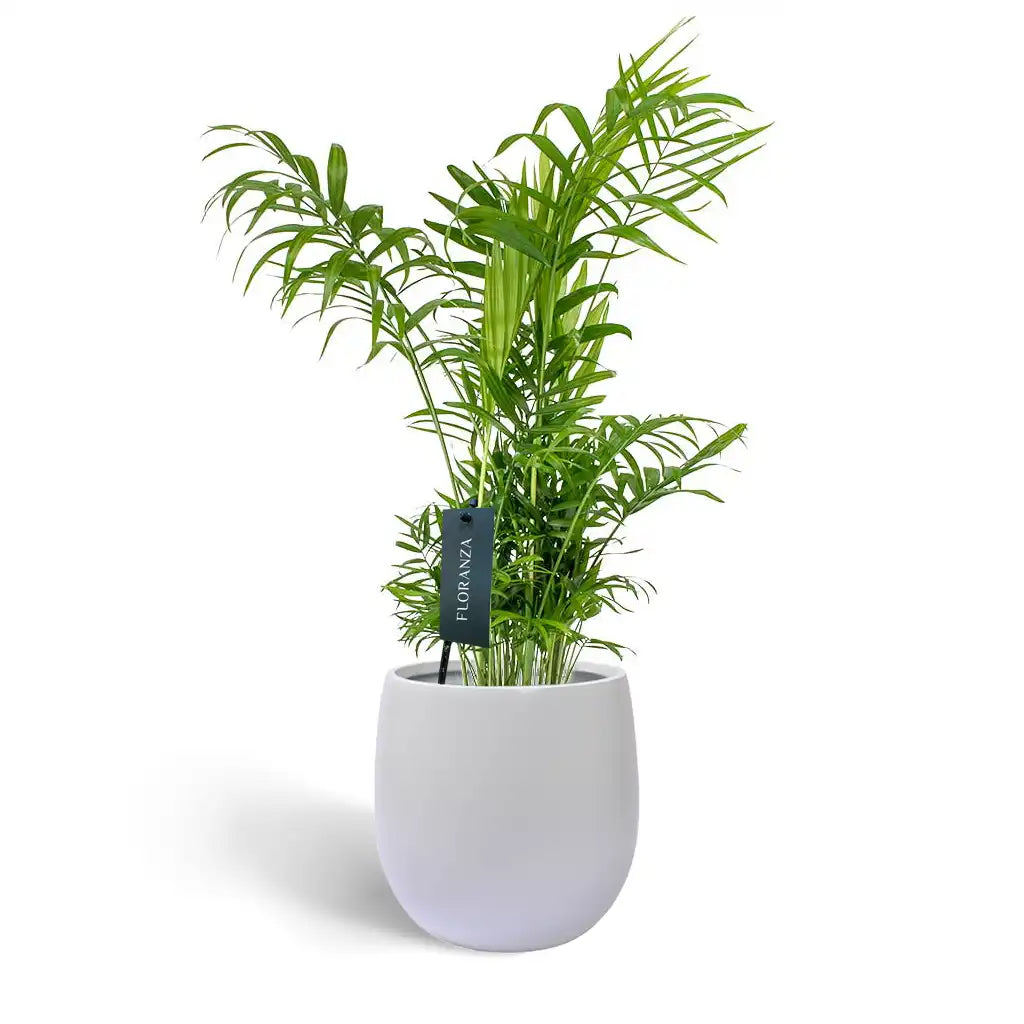 Chamaedorea Elegans - Dwarf Palm