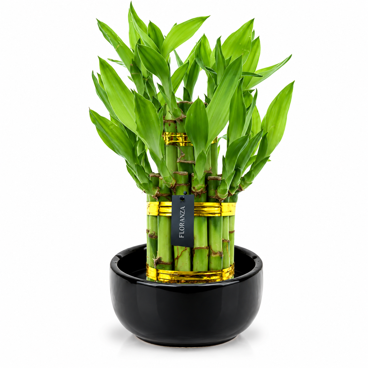 Lucky Bamboo 2 tier