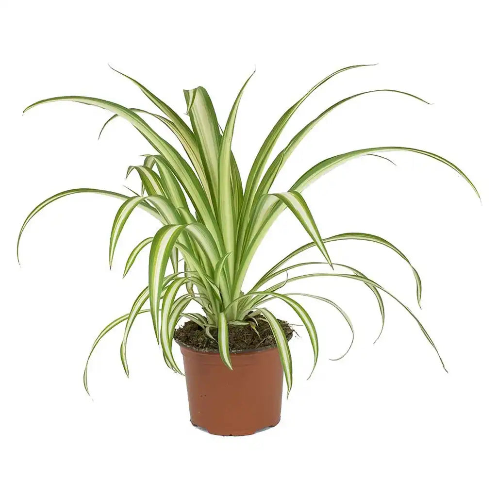 Chlorophytum - Spider Plant