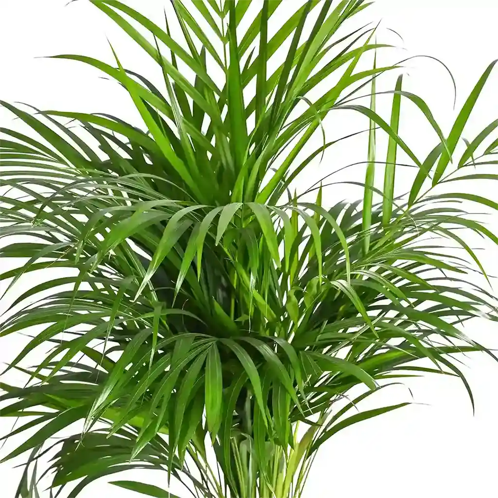 Chrysalidocarpus - Areca Palm