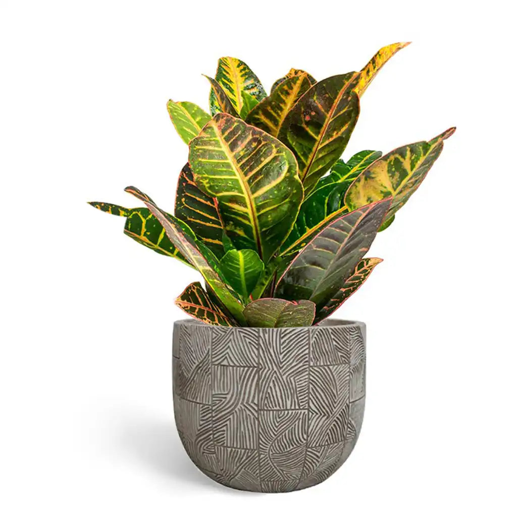 Croton Petra - Variegated Croton