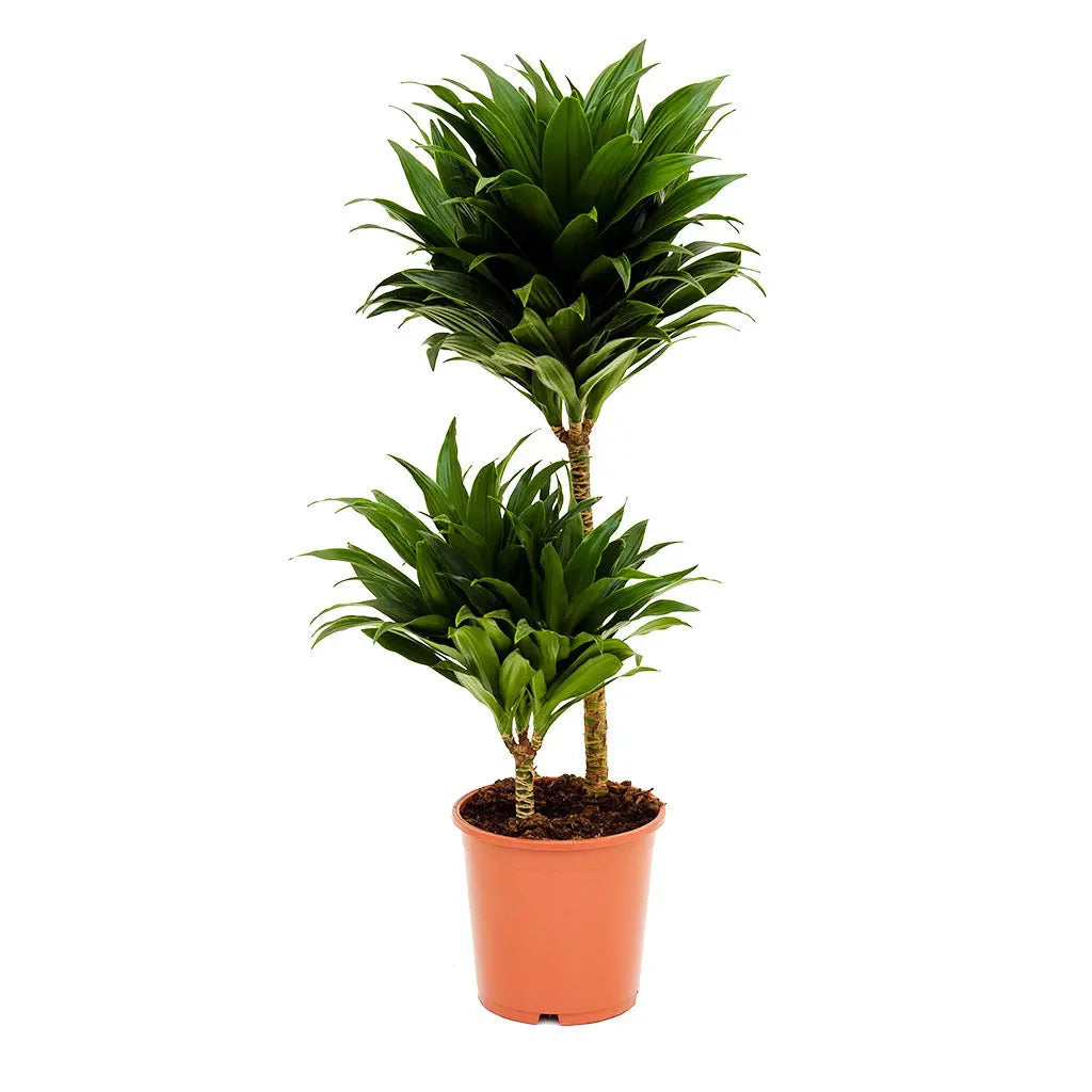 Dracaena Compacta Multi Stem -Dragon Plant