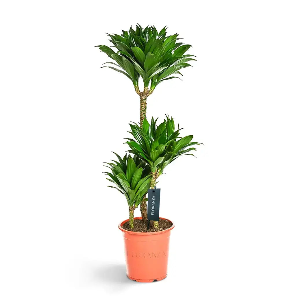 Dracaena Compacta Multi Stem -Dragon Plant