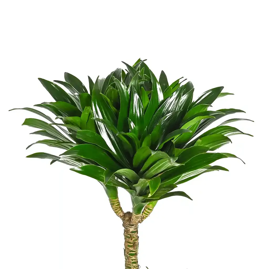Dracaena Compacta Multi Stem -Dragon Plant