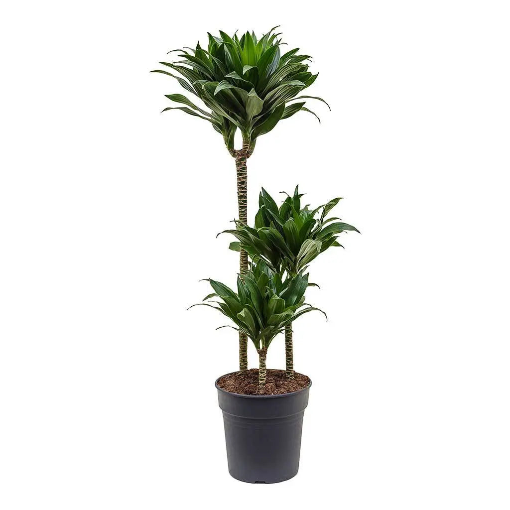Dracaena Compacta Multi Stem -Dragon Plant
