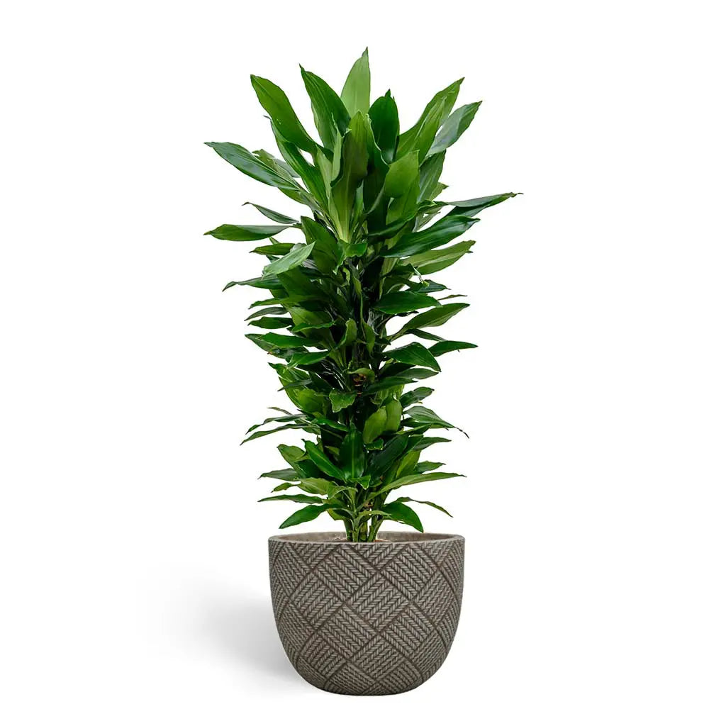 Dracaena Janet Craig Branched -Dragon Plant