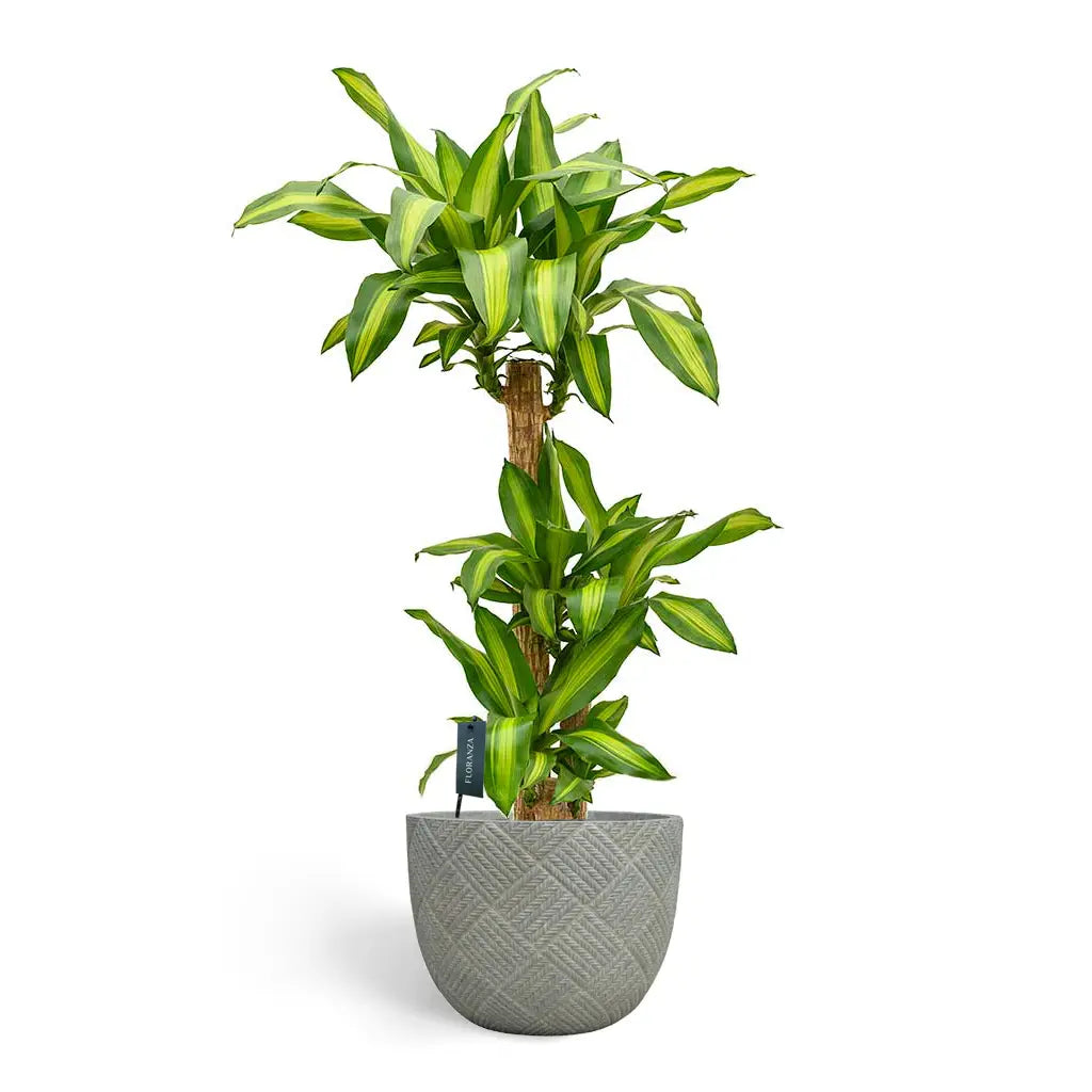 Dracaena Massangeana Multi-Stem - Dragon Plant