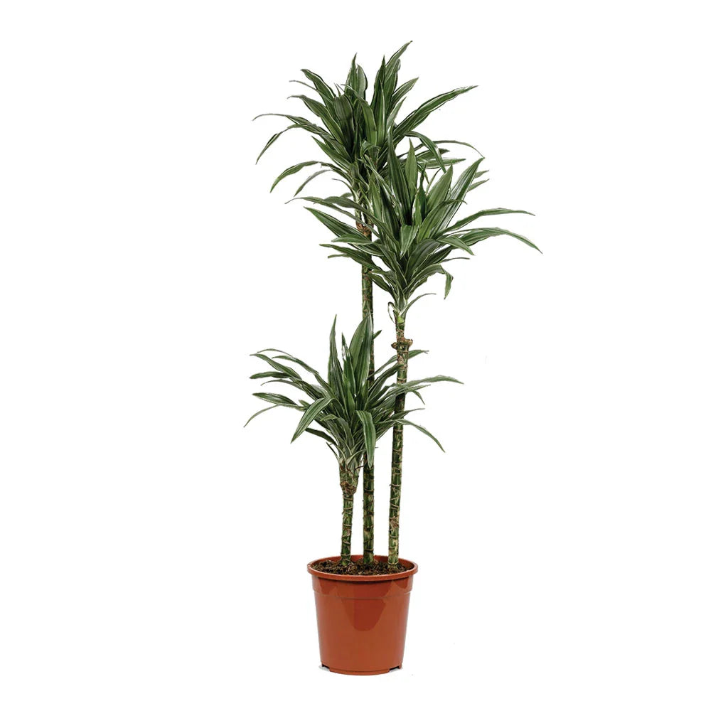 Dracaena Warneckii Multi-Stem - Dragon Plant