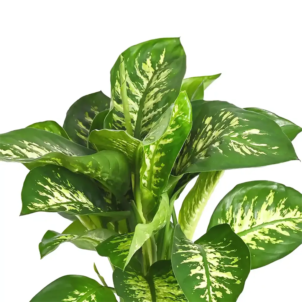 Dieffenbachia Tropicsnow - Snow Dumb Cane