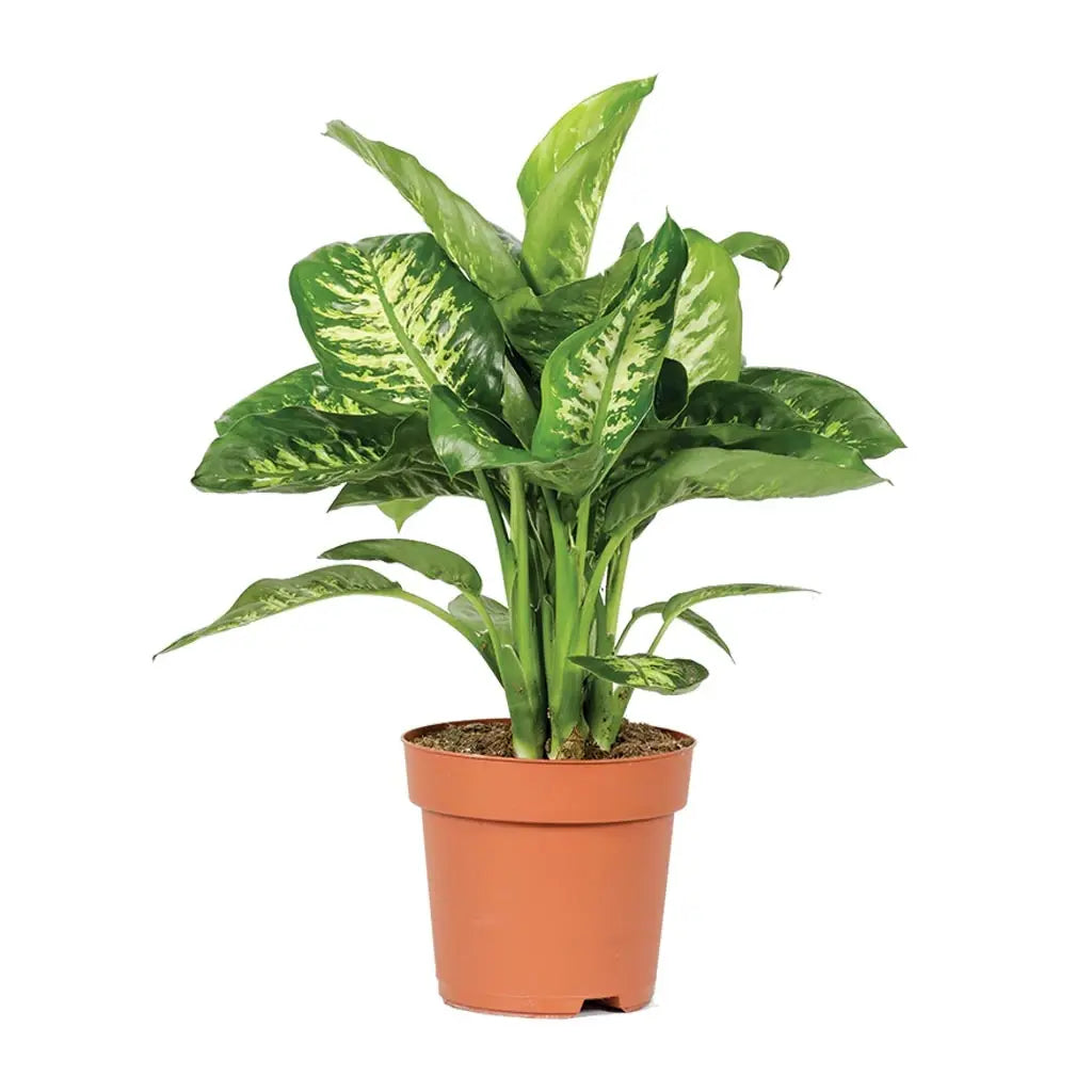 Dieffenbachia Tropicsnow - Snow Dumb Cane