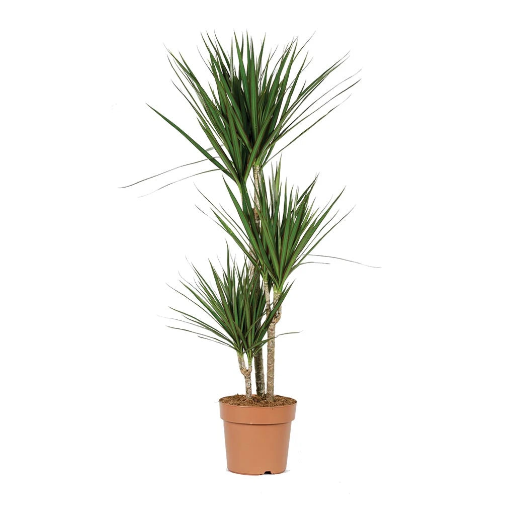 Dracaena Marginata Multi Stem - Dragon Plant