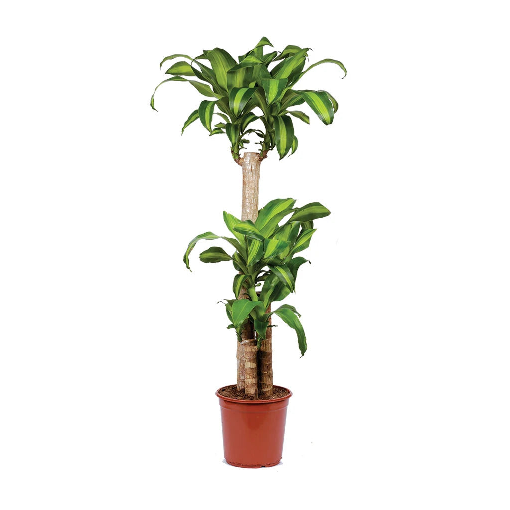 Dracaena Massangeana Multi-Stem - Dragon Plant