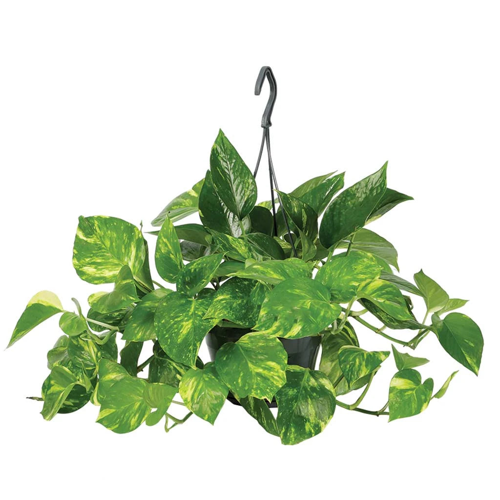 Epipremnum Aureum  - Golden Pathos