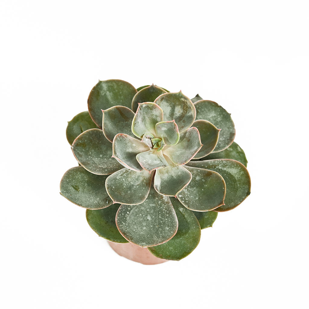 Echeveria (Assorted type)