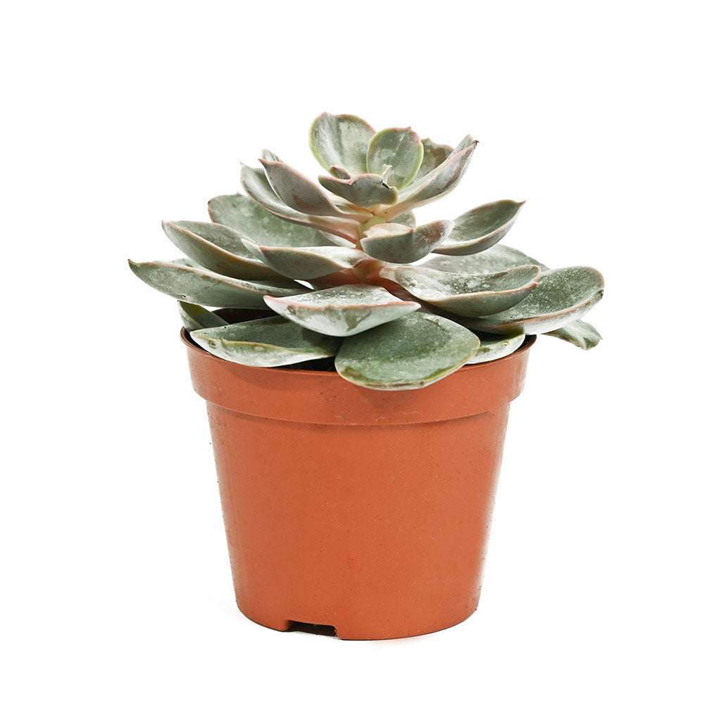 Echeveria (Assorted type)