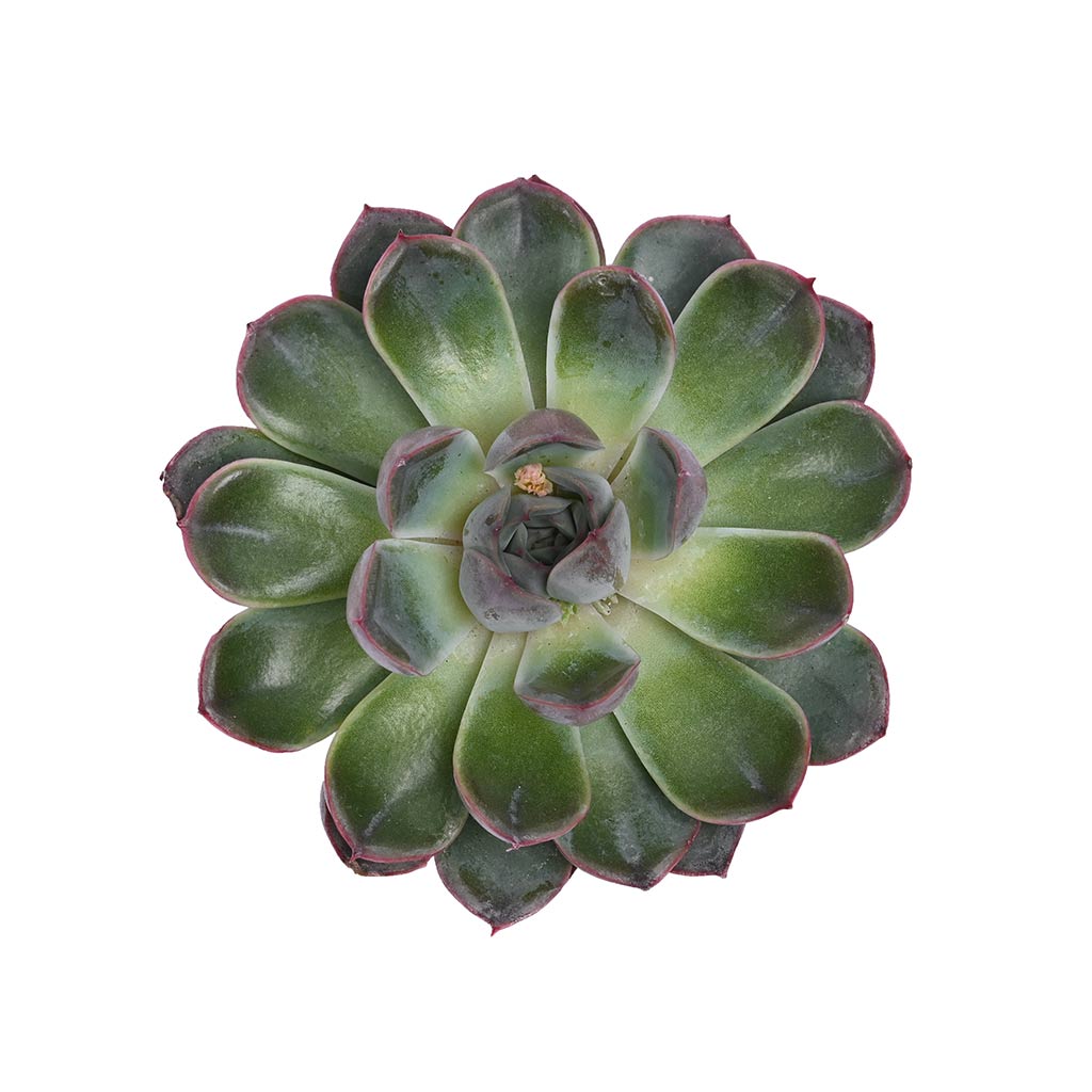 Echeveria (Assorted type)