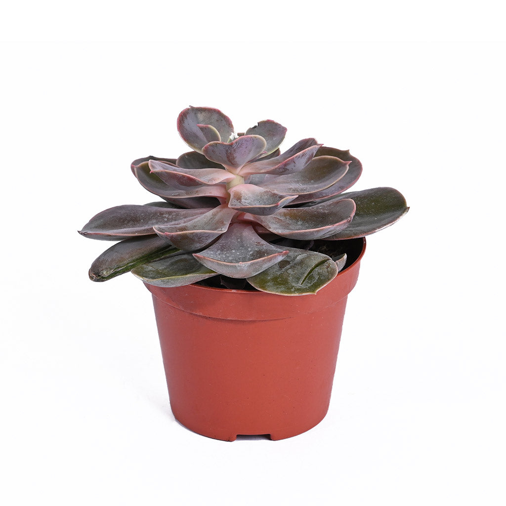 Echeveria (Assorted type)